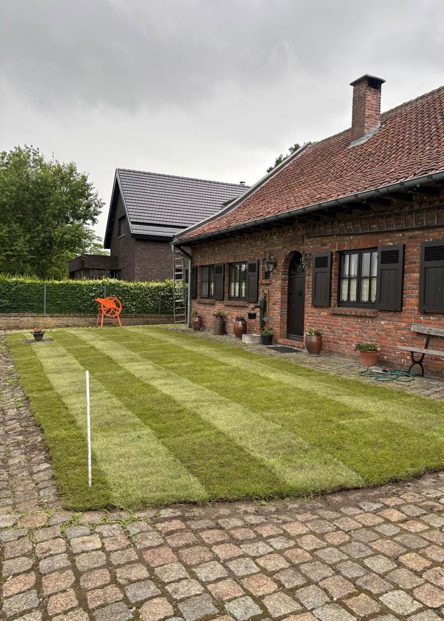 Nieuw aangelegd gazon bij een woning in Merchtem